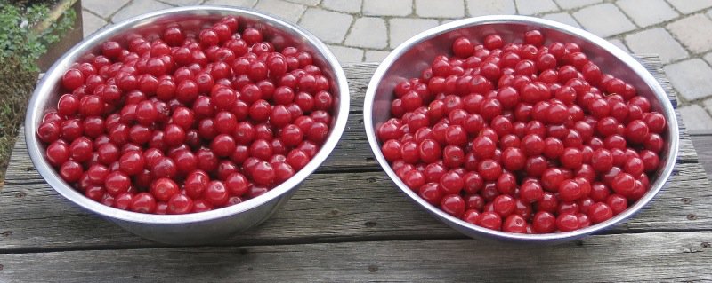 2 Evans Cherry Harvest 2014