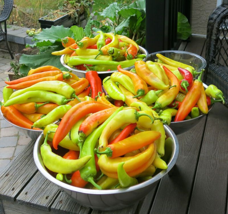 Donadeo Giardiniera Sott’Oilio