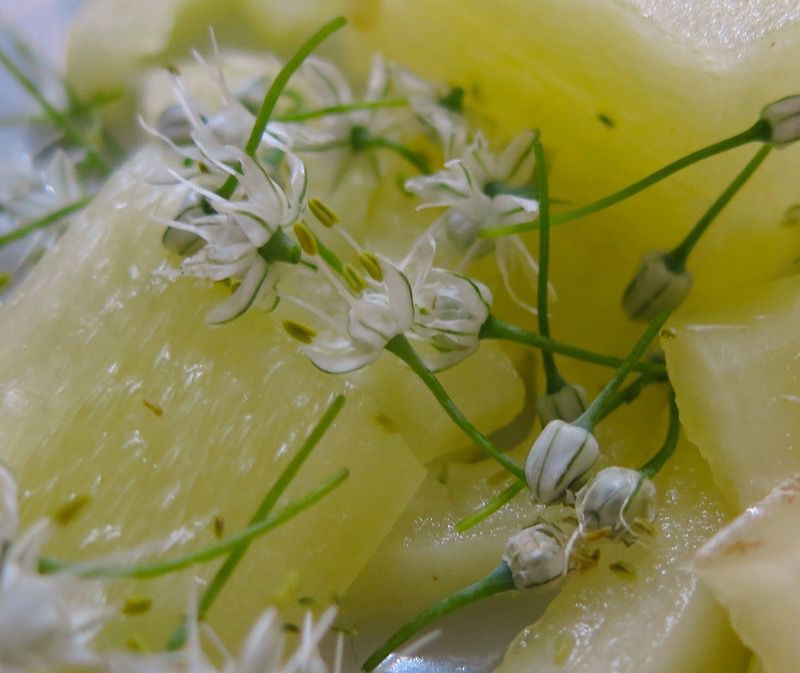 24 Peppers and Alium Flowers