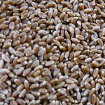 6 Wheat Berries