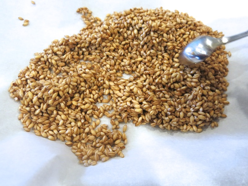 8b Sprouted Malt Barley for Diastatic Malt Powder Day 4.JPG