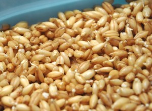8c2 Sprouted Hulled Barley for Diastatic Malt Powder