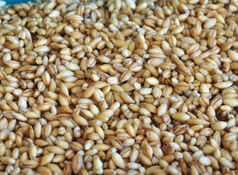 8c3 Sprouted Hulled Barley Diastatic Malt Powder