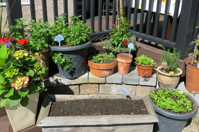 10a Herb Garden B 2016