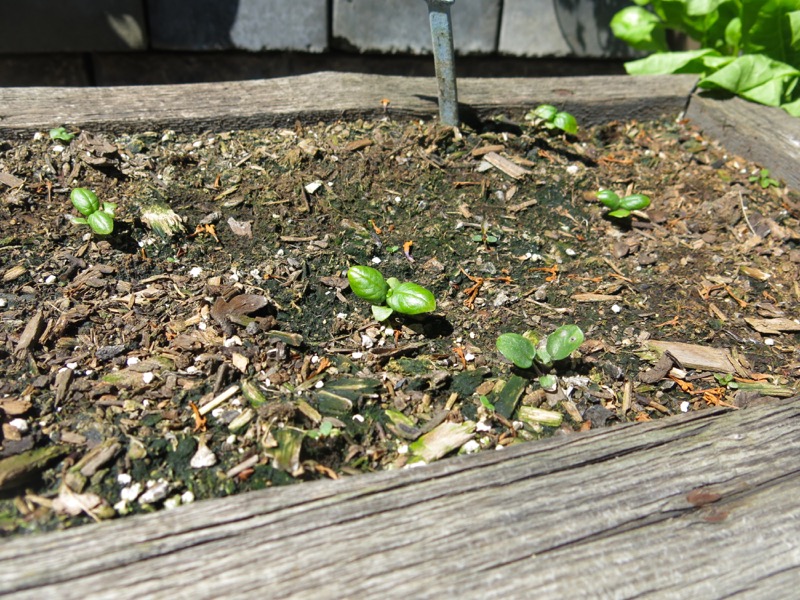 10b Basil June 2016 Zone 3