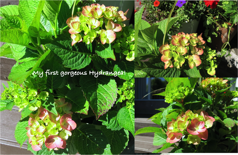 14 Hydrangea 2016