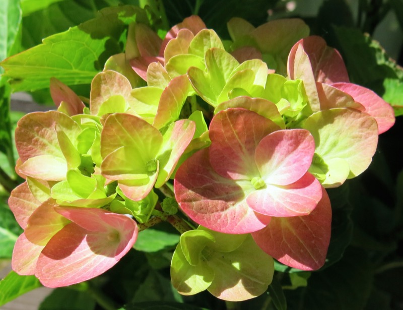 15 Hydrangea 2016