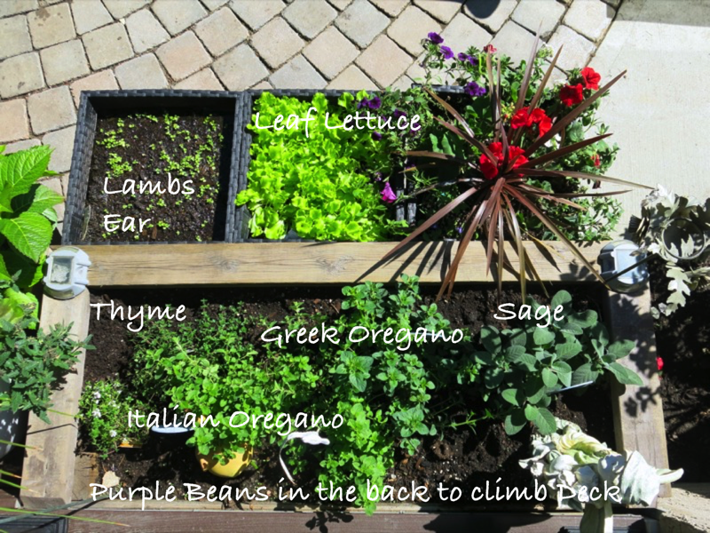 28 Herb Garden 2016 Zone 3 b copy 2