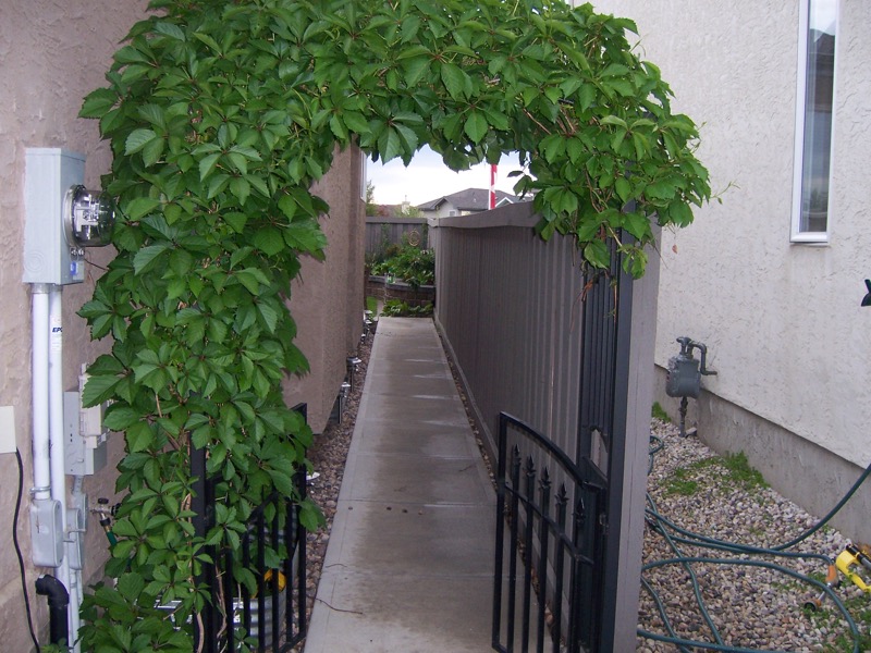 57 Garden Gate 2008 Virginia Creeper