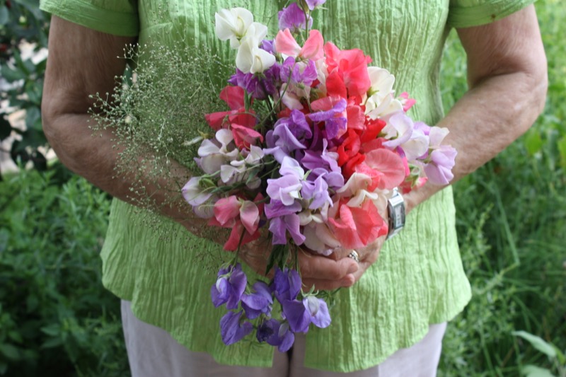 Sweetpeas copy