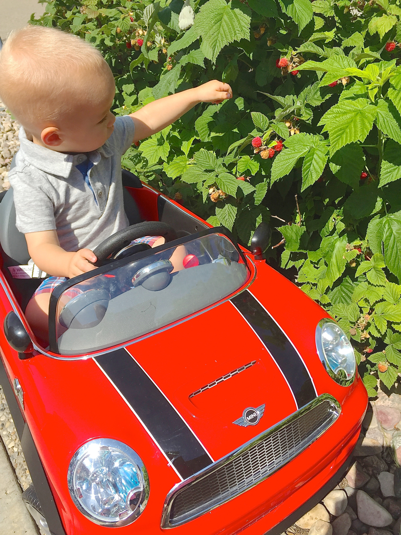 William picking raspberries at Gramsy's