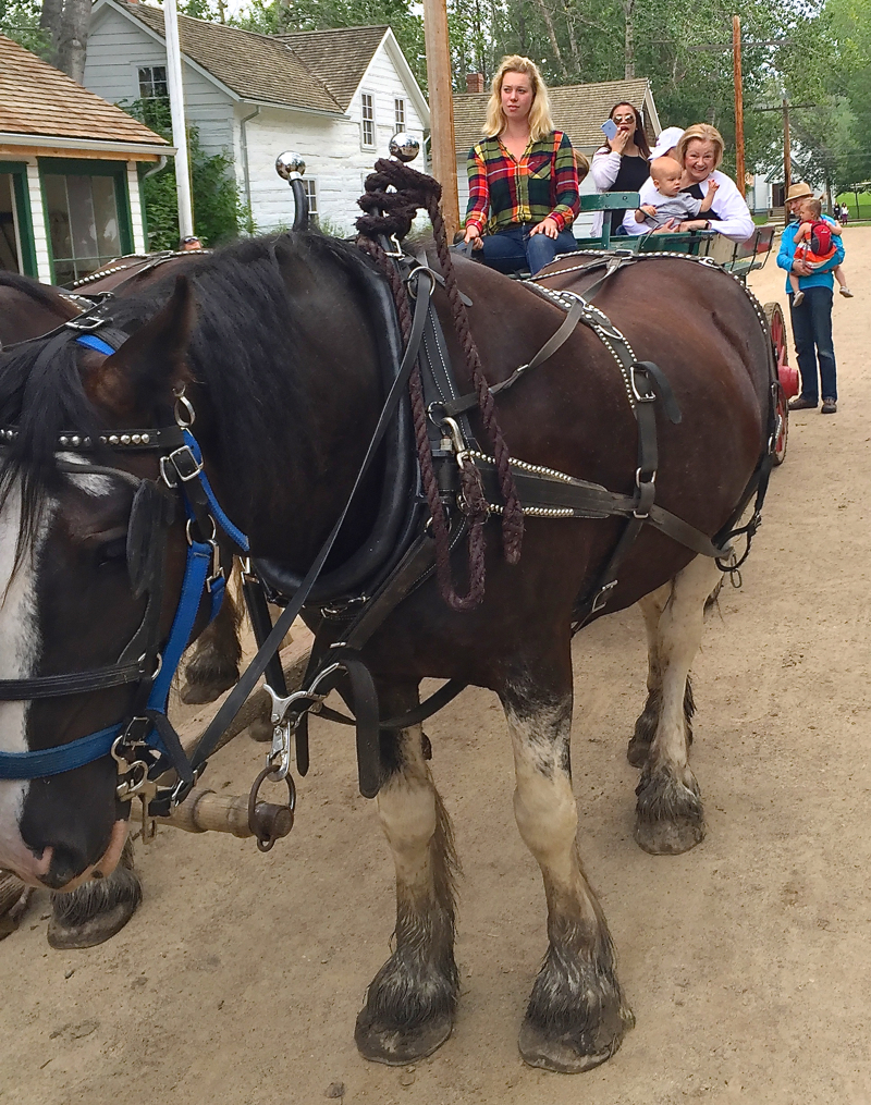 a William and Gramsy on Wagon at Fort Edmonton July 2016