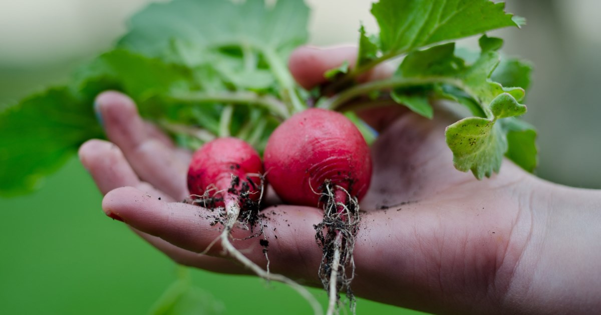 taproot-edmonton-radish_fb