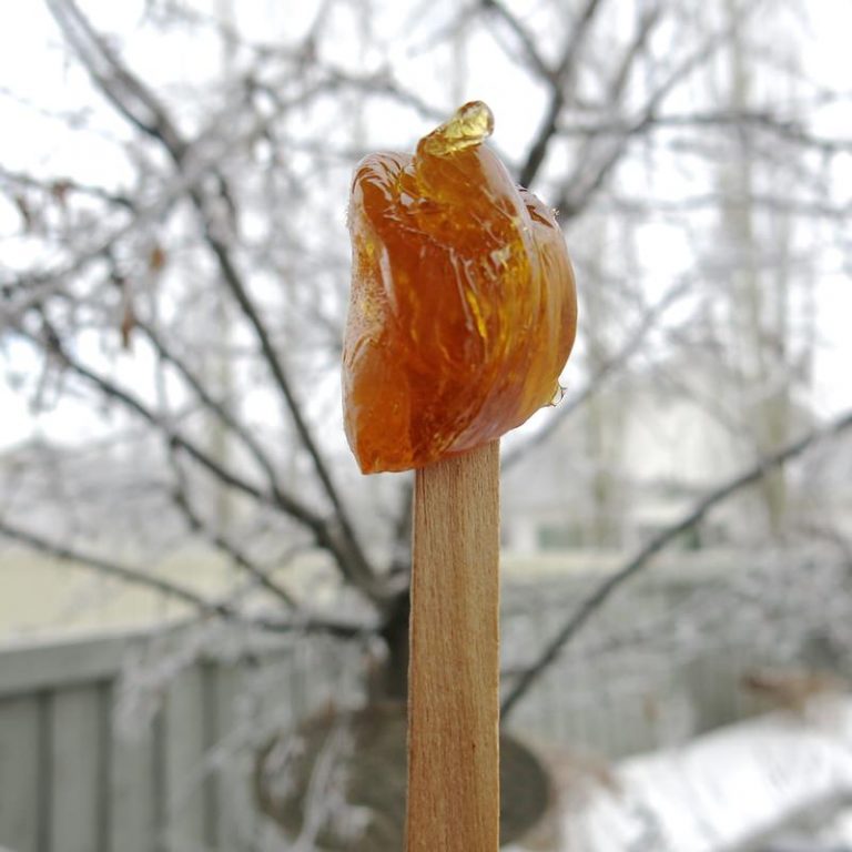 Canadian Maple Syrup Taffy Candy An Eastern Canadian Tradition