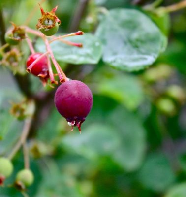 Saskatoon Berry Recipes: Time to get preserving, freezing and preparing regional Canadian recipes with these iconic Canadian berries. #ACFSaskatoonBerryRecipes