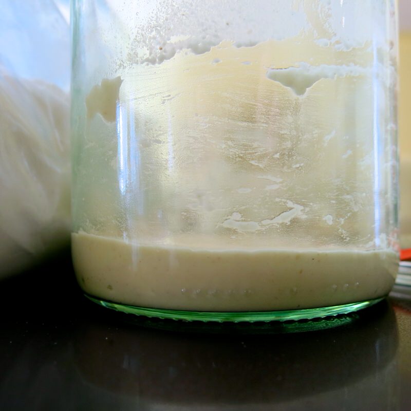 sourdough starter